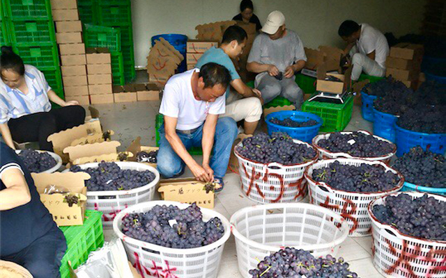 丹鳥推出生鮮物流解決方案，產地直發幫果農降低綜合成本40%
